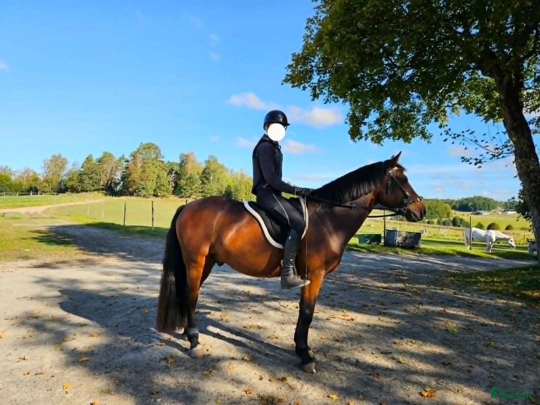 Dressyr hästar till salu: 🌟 D-ponny säljes – snäll och mysig och lugn 🌟 - Annons 1