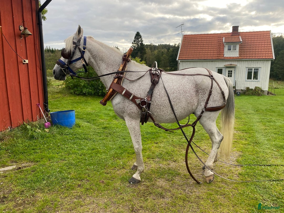 Körselar körning till salu: Komplett nästan ny Svenljunga sele med huvudlag i Kungälv - Annons 19