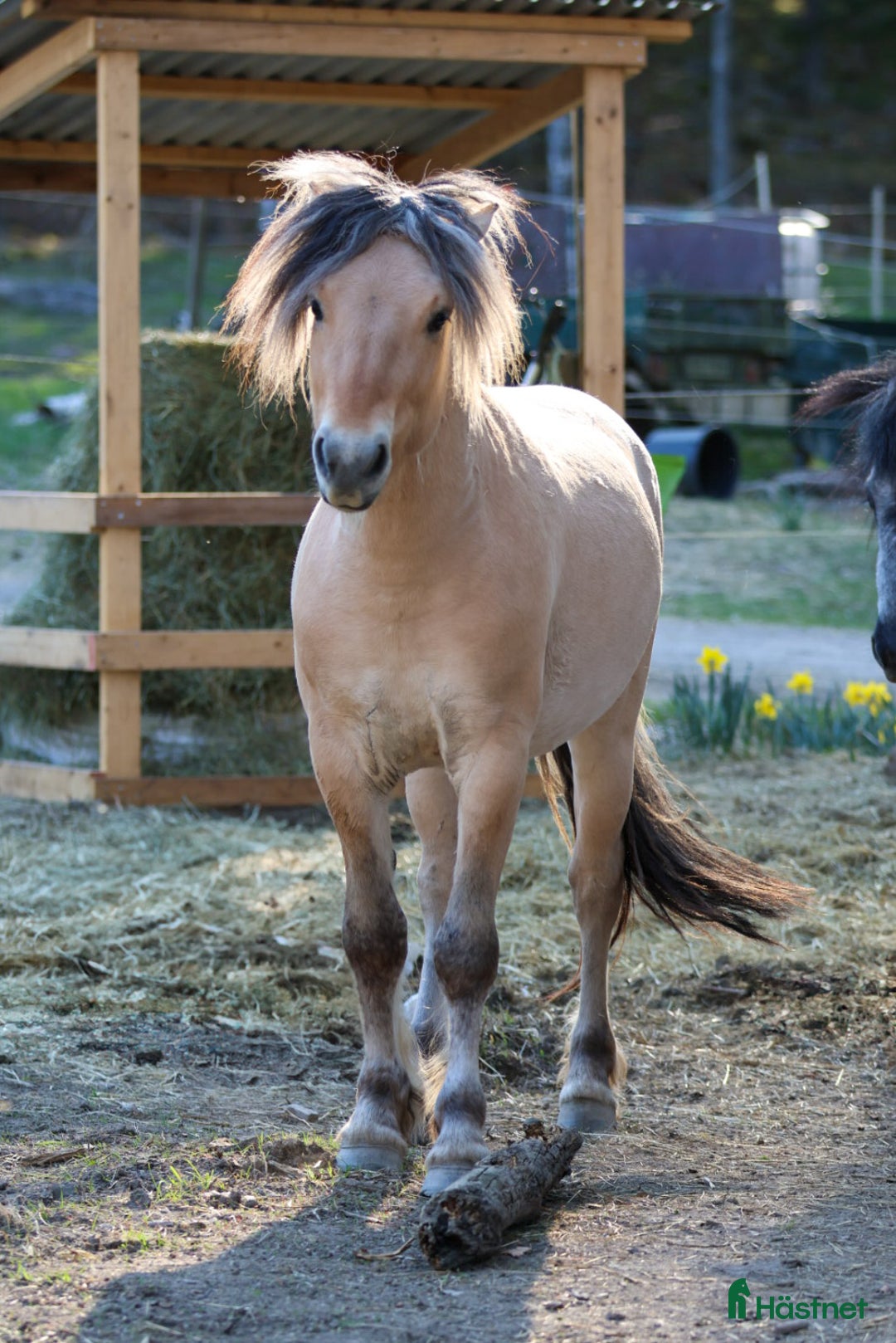 Allround hästar till salu: Lothar, världens bästa häst ♡ i Söderköping - Annons 12