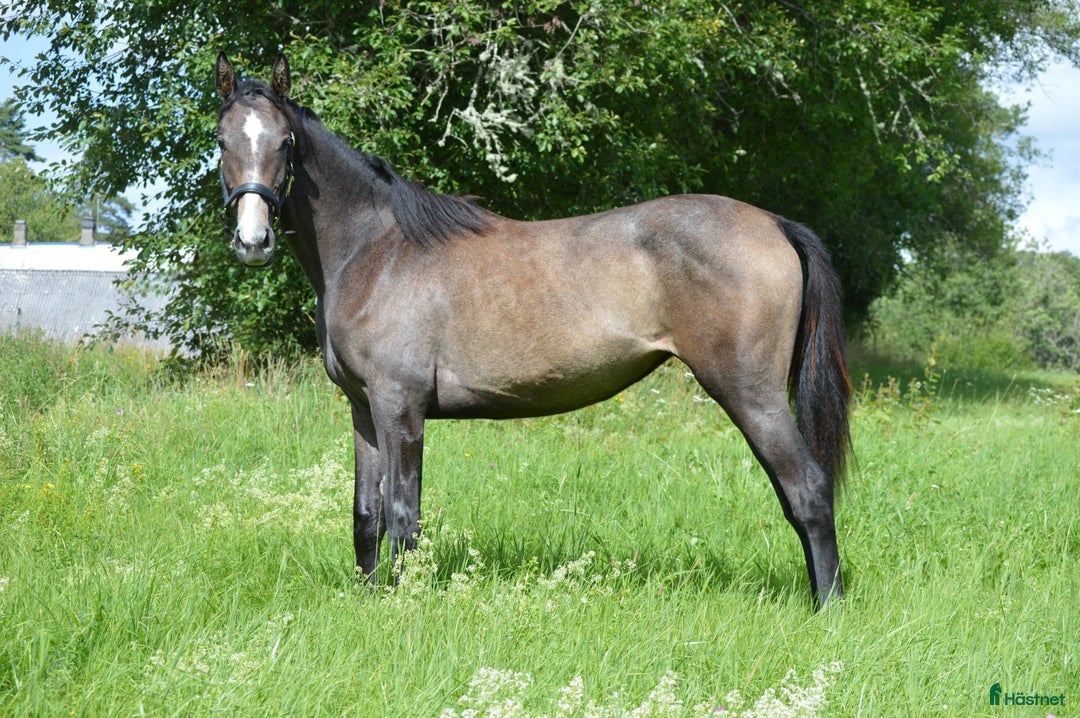 Akademiskt hästar till salu: Forma din egen allroundhäst i Korsberga - Annons 1