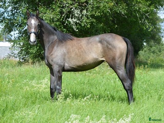 hästar Forma din egen allroundhäst i Korsberga - Annons 7