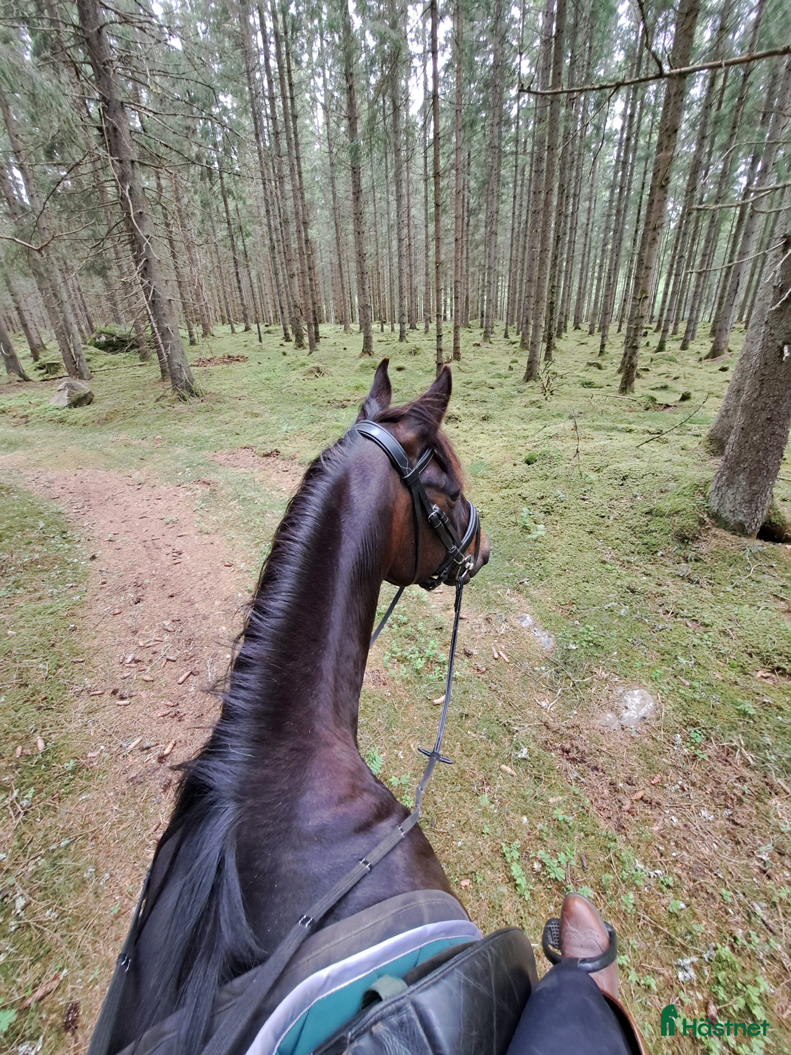 hästar Verklig allround häst i Hökerum - Annons 3
