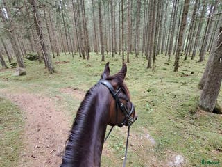 hästar Verklig allround häst i Hökerum - Annons 2