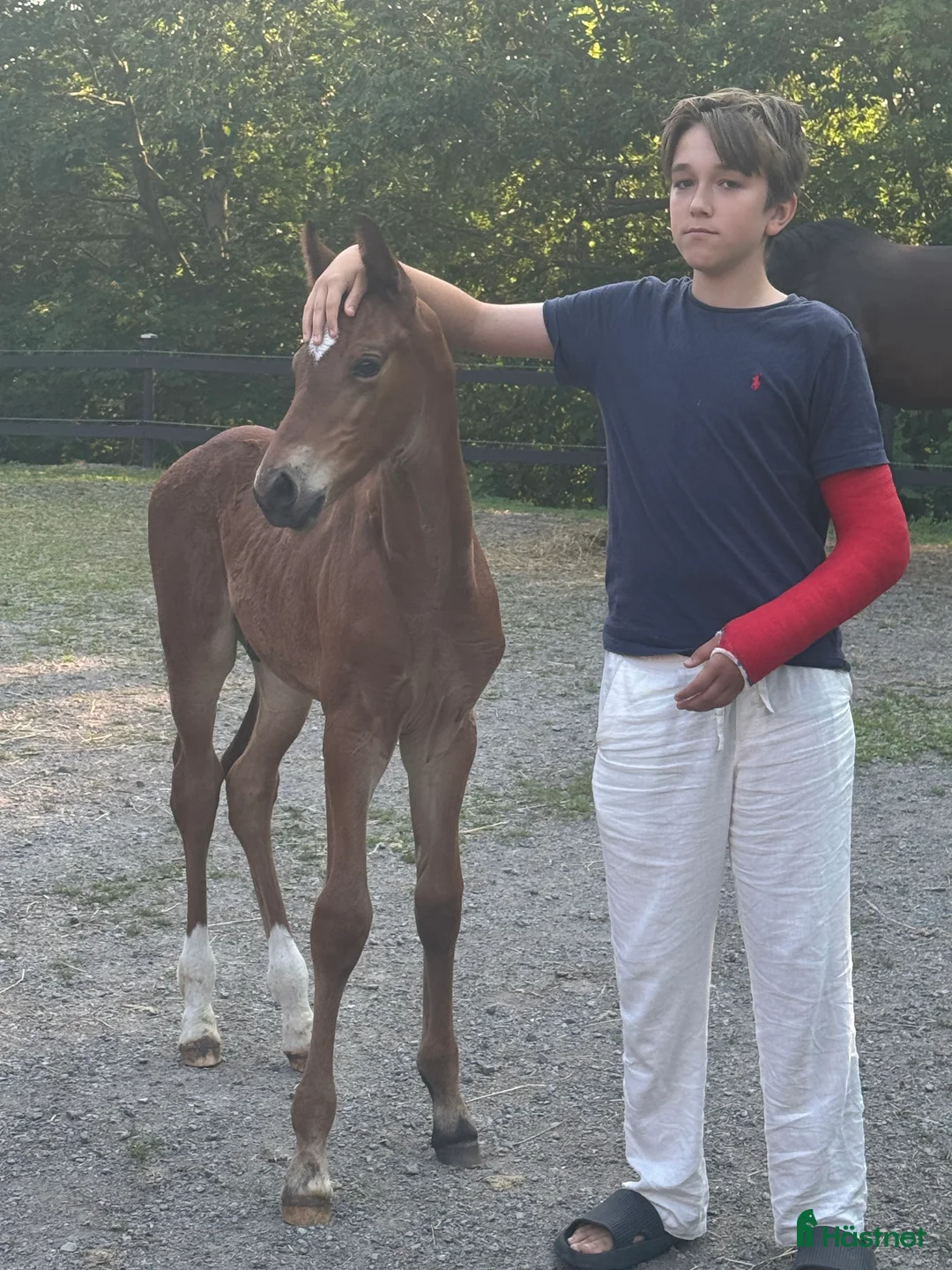 Allround hästar till salu: Swb hingst e. Cornettino Ask  - Annons 4