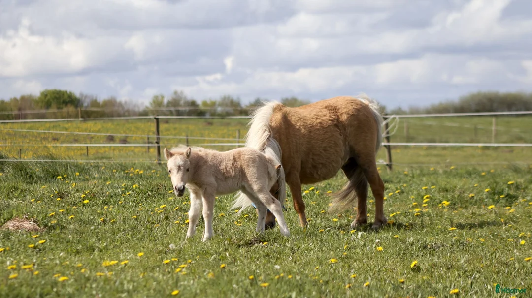 Allround hästar till salu: Palomino sto føl  - Annons 2