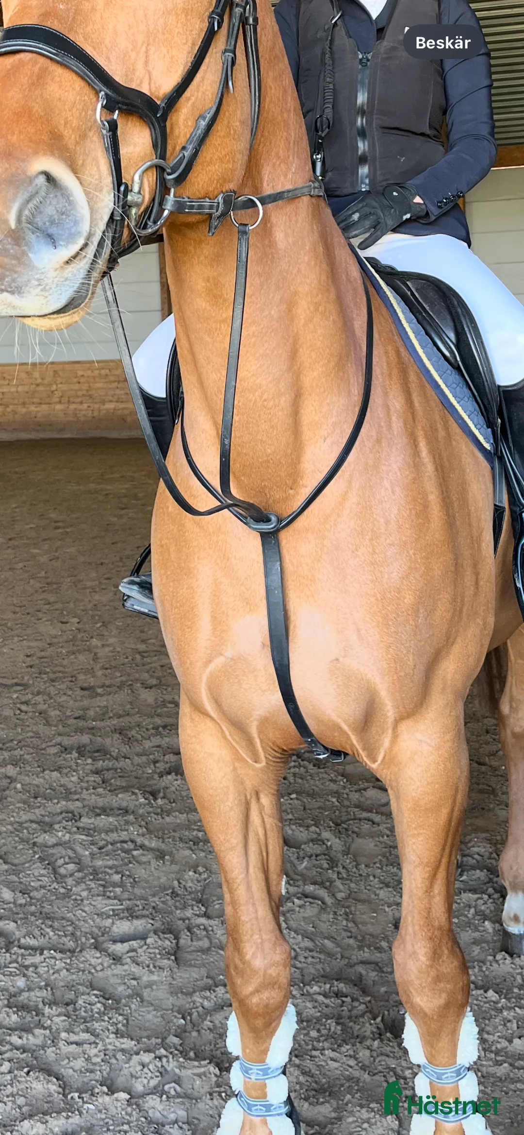 Träns hästutrustning till salu: Vespucci martingal i Mjölby - Annons 1
