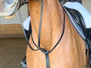 Träns hästutrustning Vespucci martingal i Mjölby - Annons 11