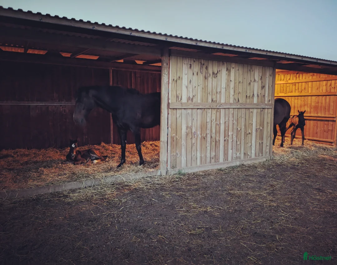  stallplats finnes: 1 ledig plats på underbar lösdrift  i Hörby - Annons 31