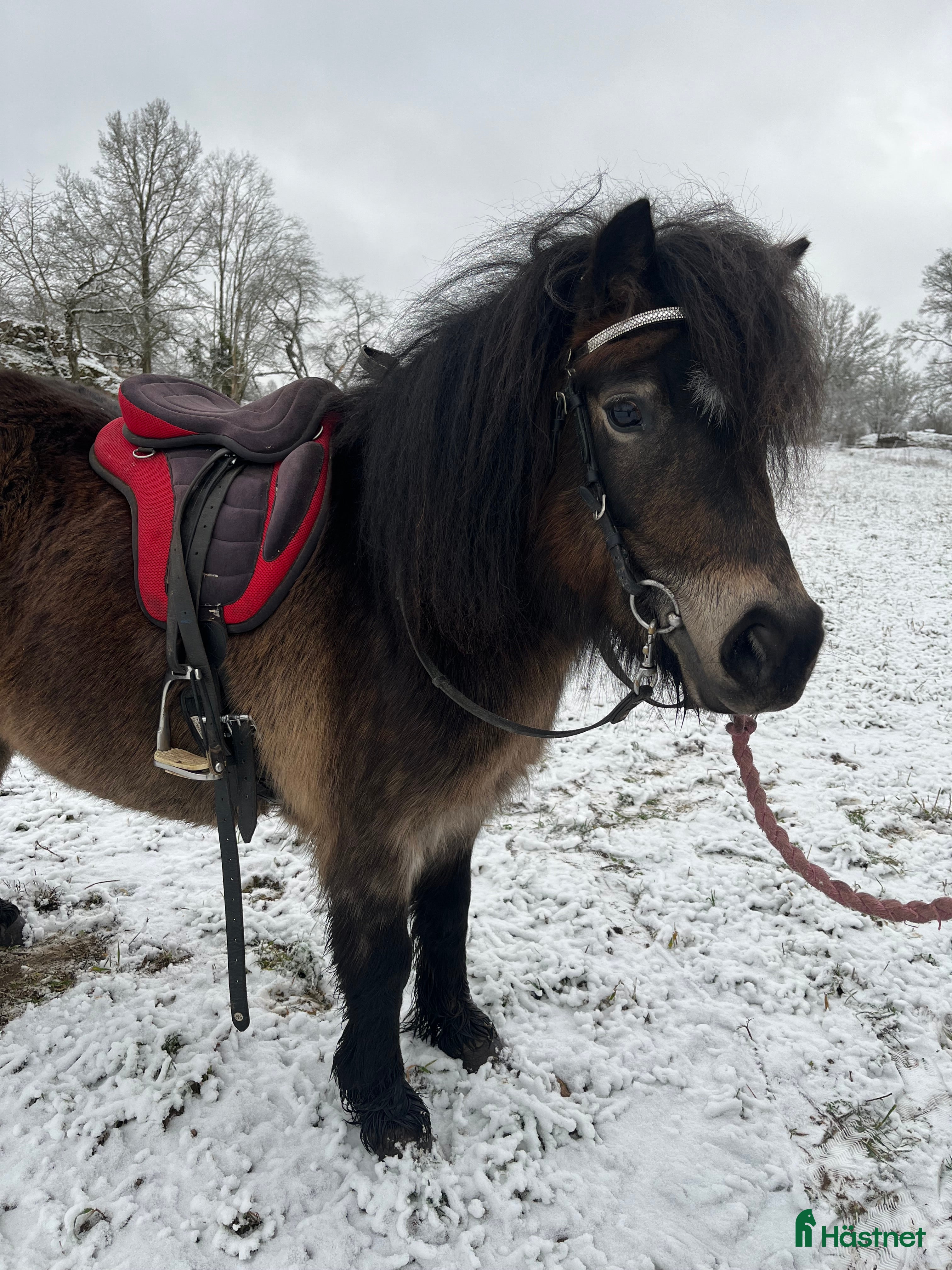  hästar Diplomsto  i Tranås - Annons 18