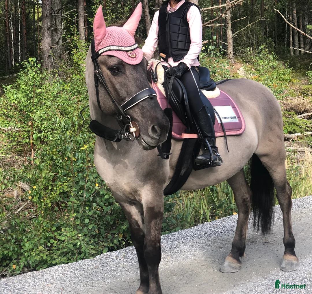 Allround hästar till salu: Snäll läromästare  - Annons 4