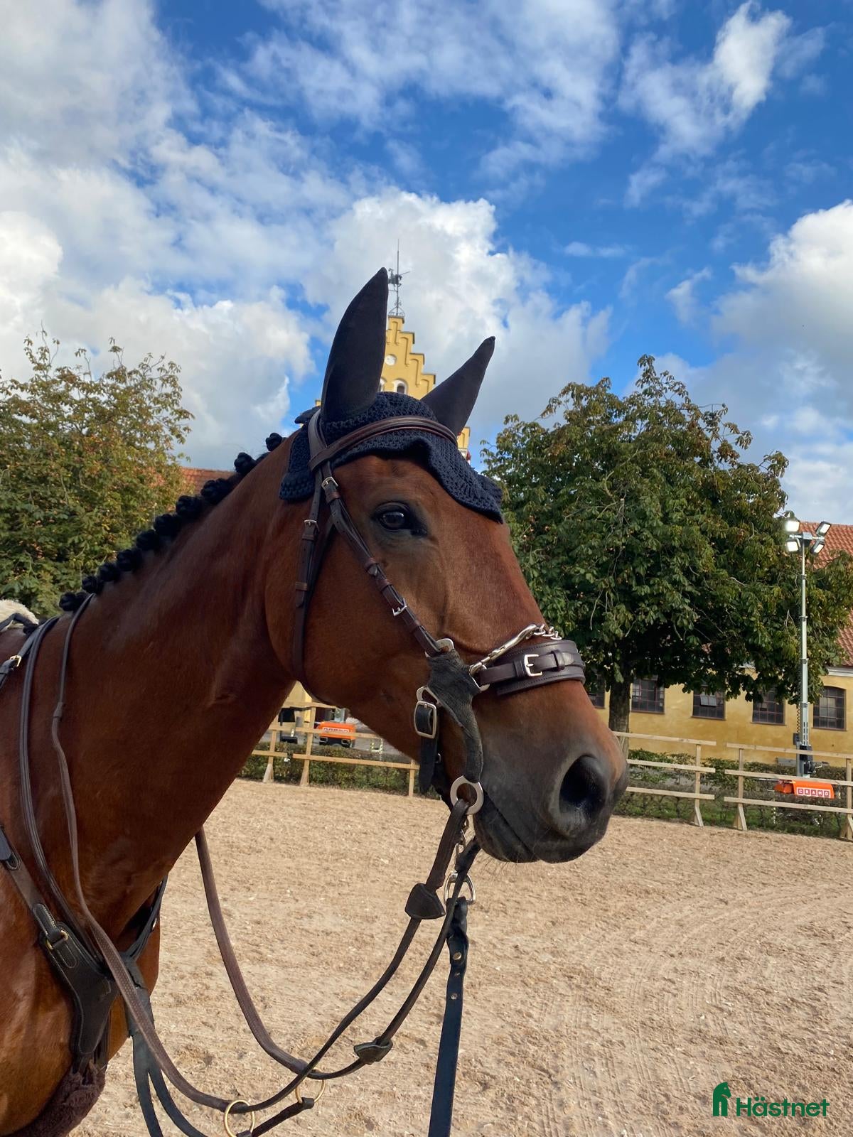  hästar Lovande 6 åring e. Casallco i Hörby - Annons 11