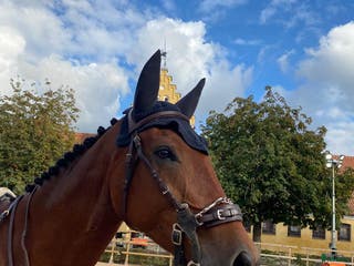 hästar Lovande 7 åring e. Casallco - Annons 5