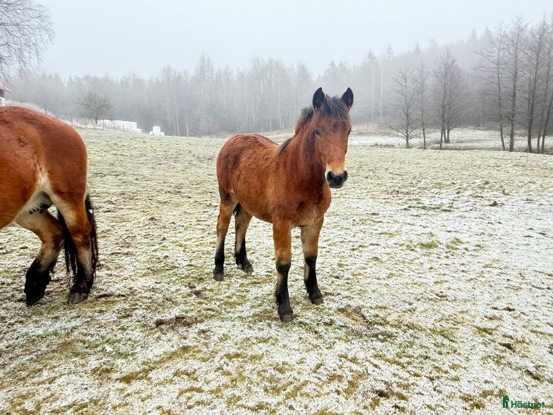 Körning hästar till salu: Dräktigt Elitsto samt Pigall 7 mån i Lilla Edet - Annons 7