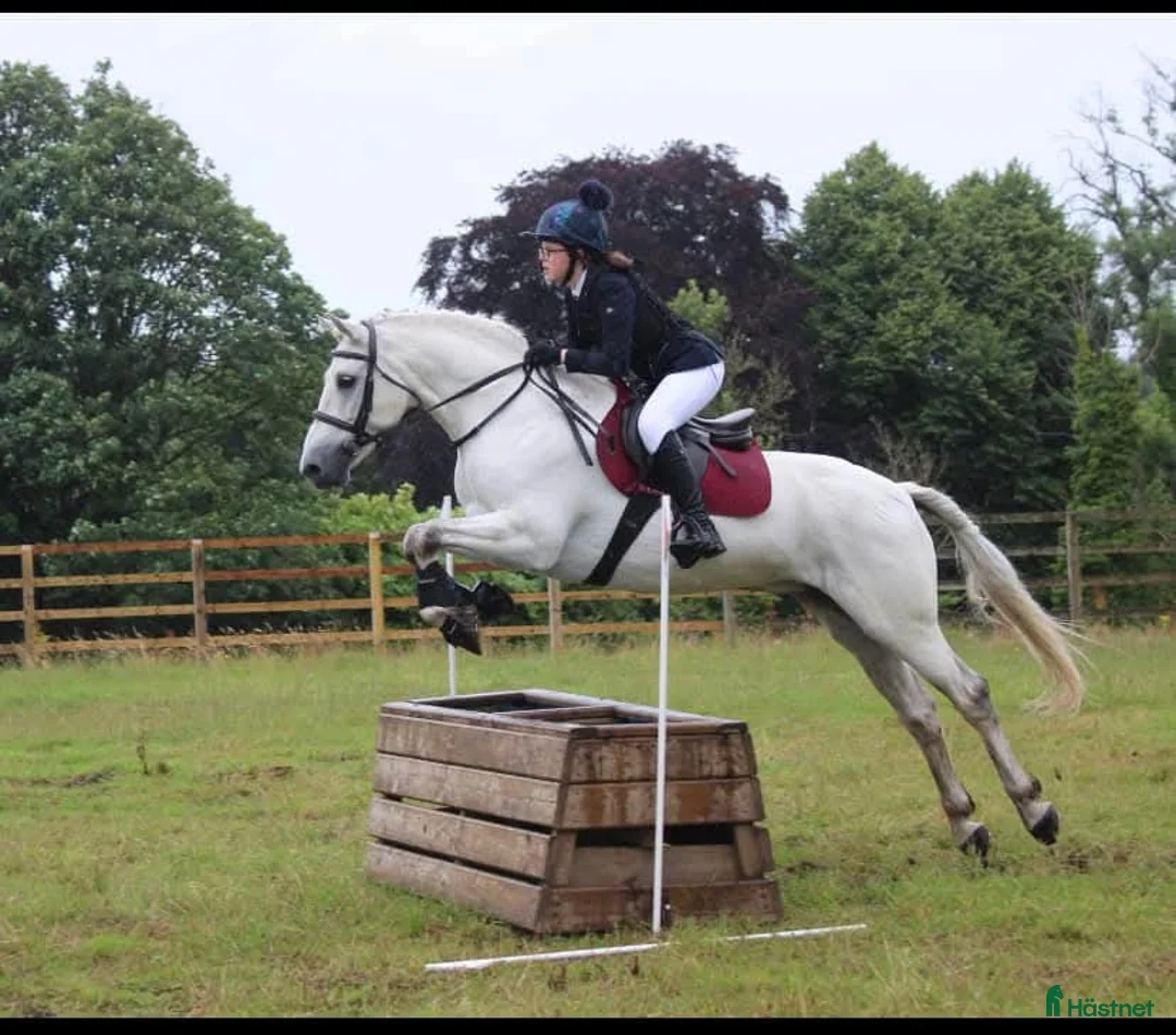 Allround hästar till salu: Grå Connemara Valack 5 år, 15.3hh,Säker,Allrounder i Stockholm - Annons 2