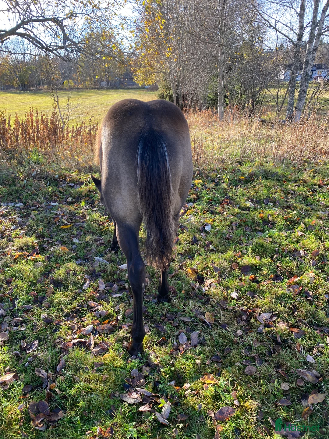 Western hästar till salu: Superfin Quarter åring  - Annons 6