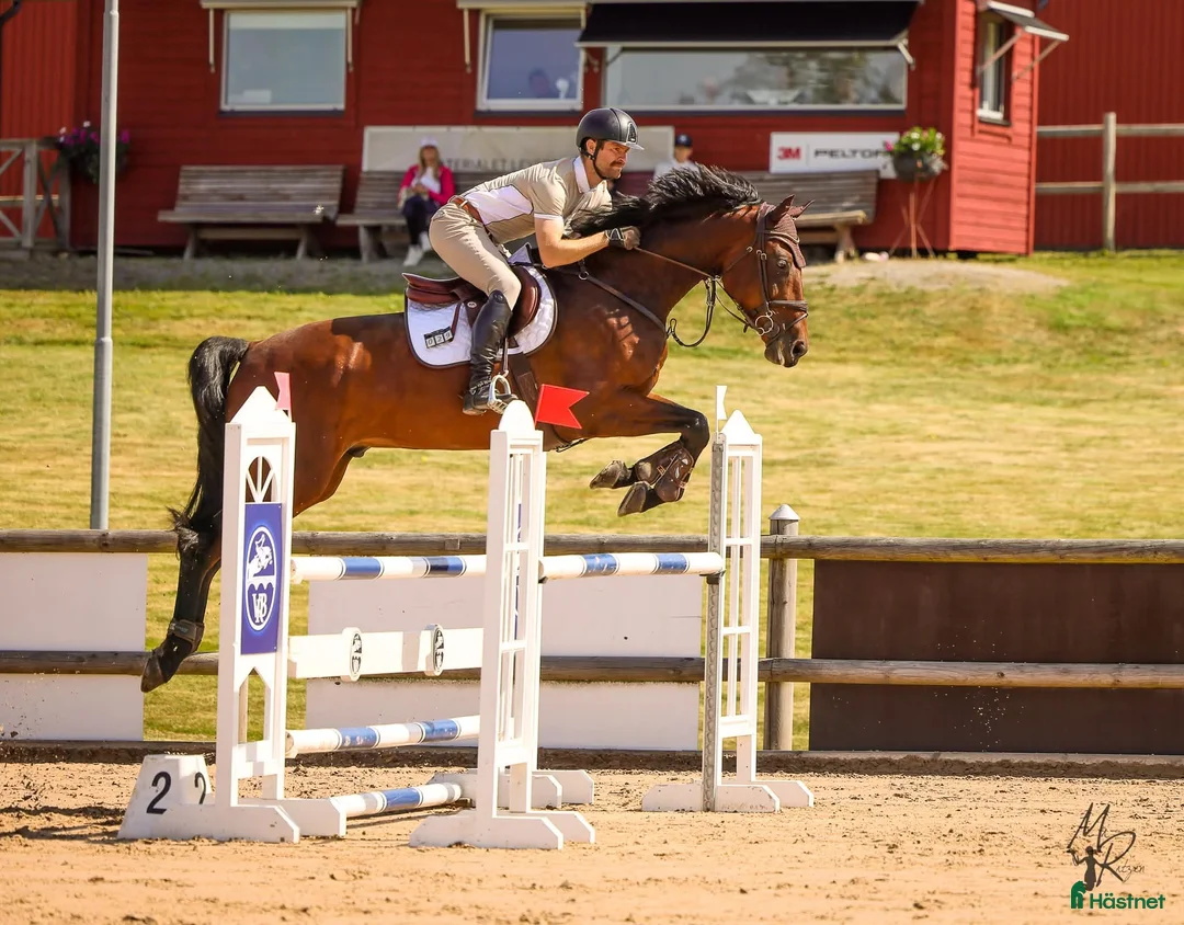 Hoppning hästar till salu: Välutbildad och charmig valack - Annons 1