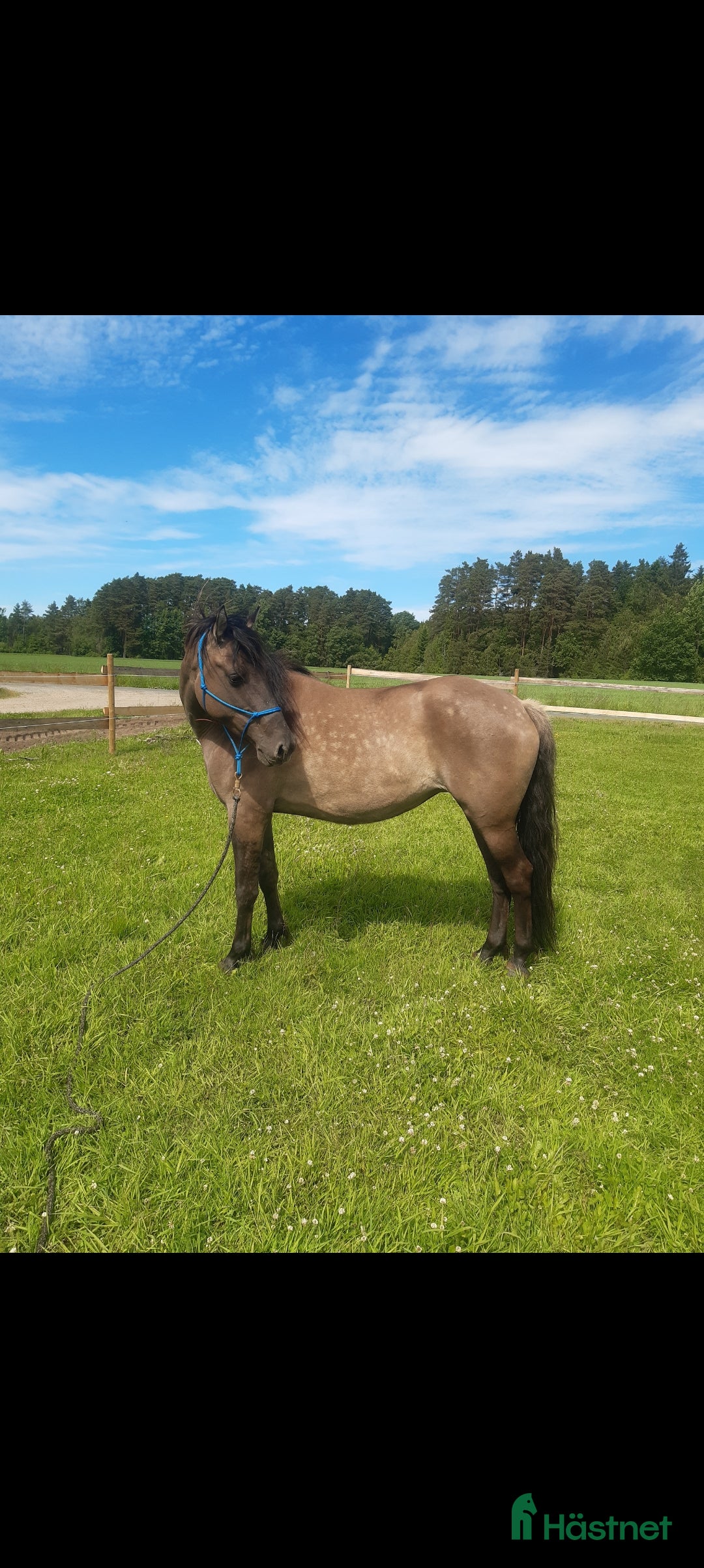 Allround hästar till salu: Kigermustang Säljes alt Bytes  i Vedum - Annons 8