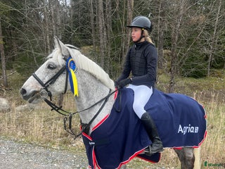 hästar 🌟 Rosettplockande läromästare – Maxad C-ponny i Huddinge - Annons 6