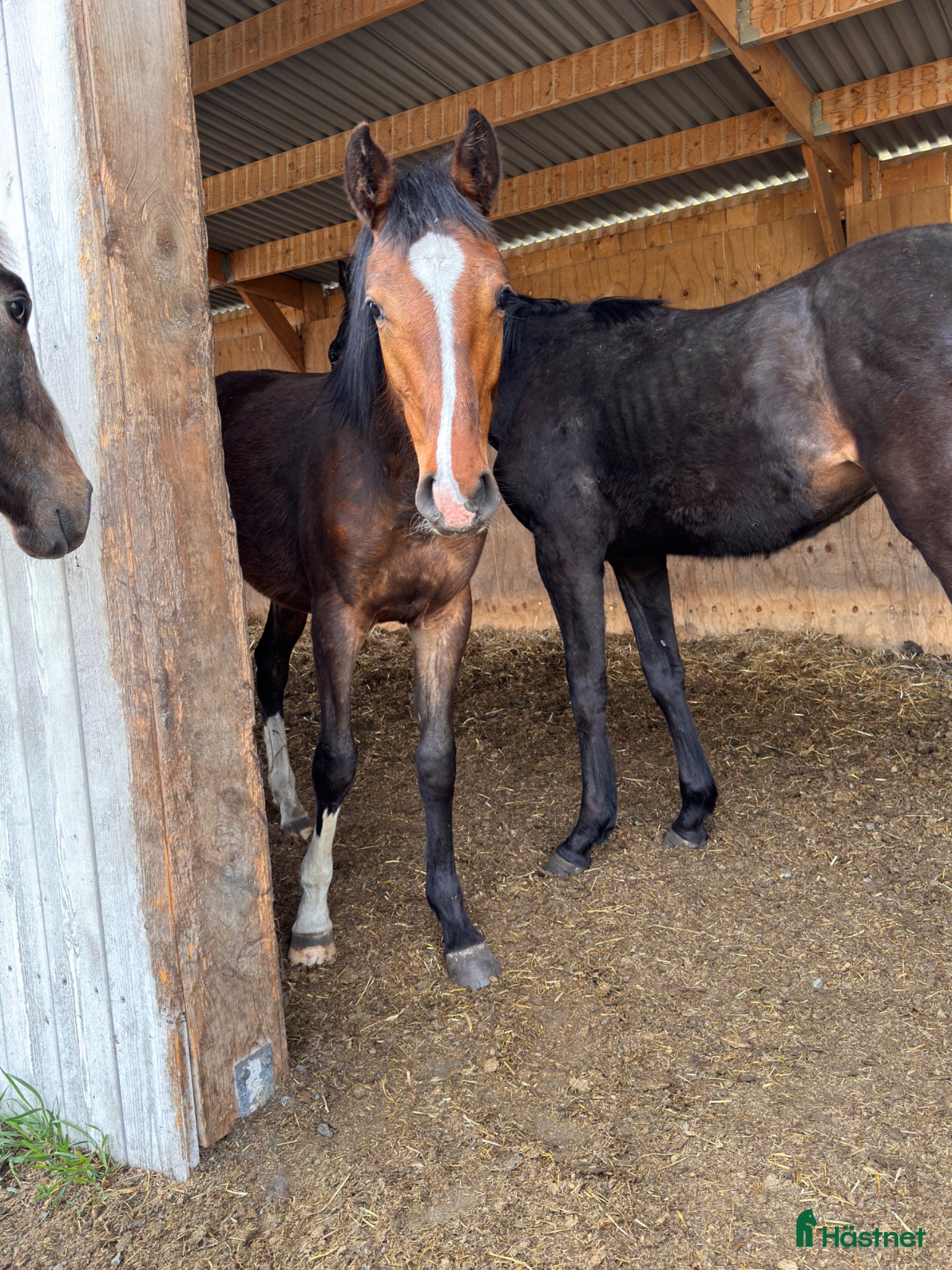  hästar Lovande 1 års hingst e Pink Floyd  - Annons 2