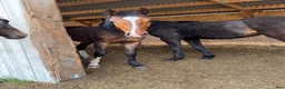 Hoppning hästar till salu: Lovande 1 års hingst e Pink Floyd  i Blentarp - Annons 1