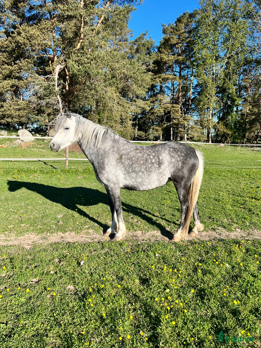 Allround hästar till salu: Prinsessan - Annons 2