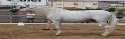 Dressyr hästar till salu: Exklusiv PRE hingst - Annons 6