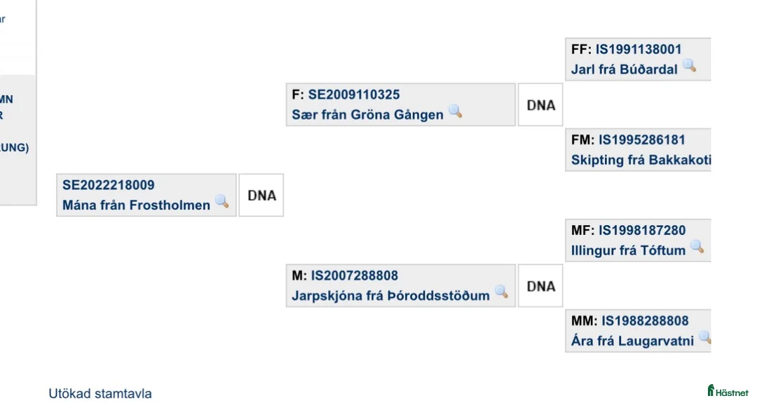 Island hästar till salu: Vackert sto - Annons 4