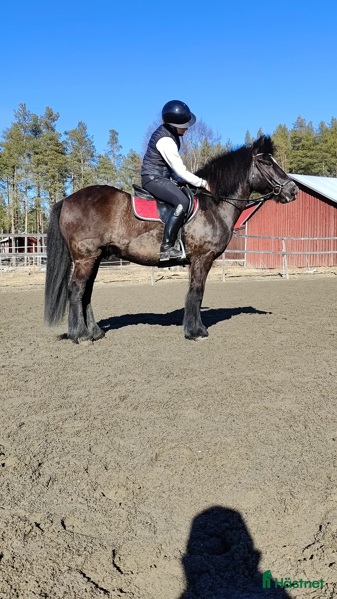 Allround hästar till salu: Världens bästa Teddy - Annons 2