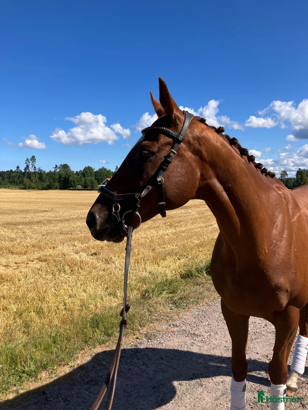 Allround hästar till salu: Bästa vän  - Annons 3