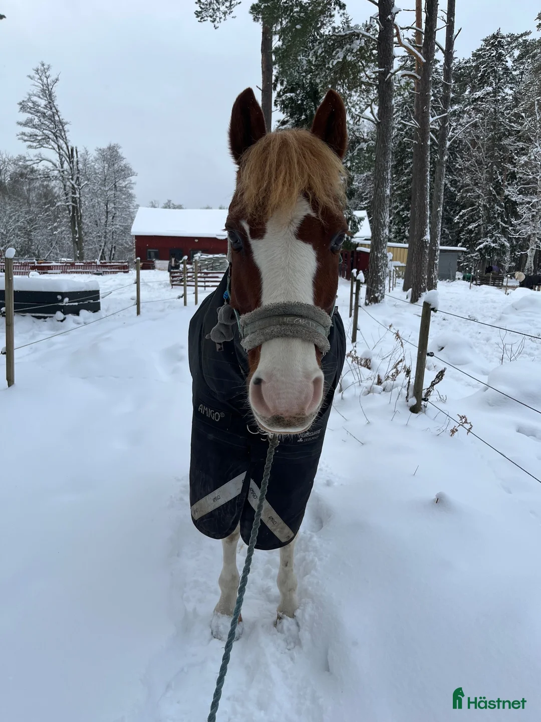  medryttarhäst finnes: Söker medryttare till D-ponny  - Annons 1