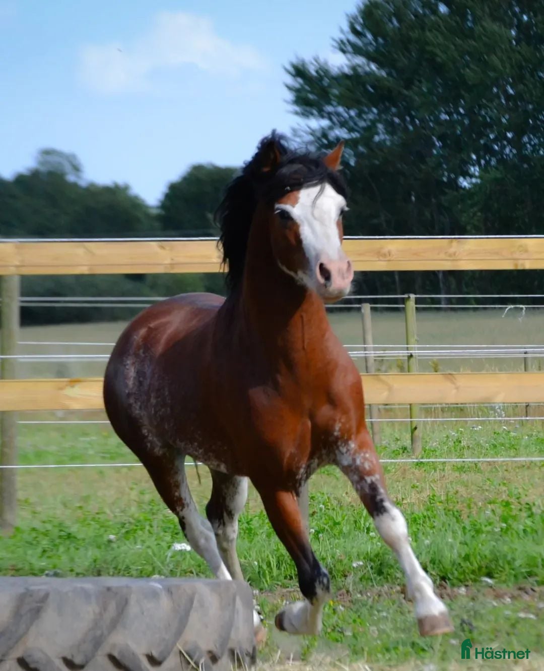 Allround hästar till salu: Fin välstammad welsh Mountain  i Vollsjö - Annons 2