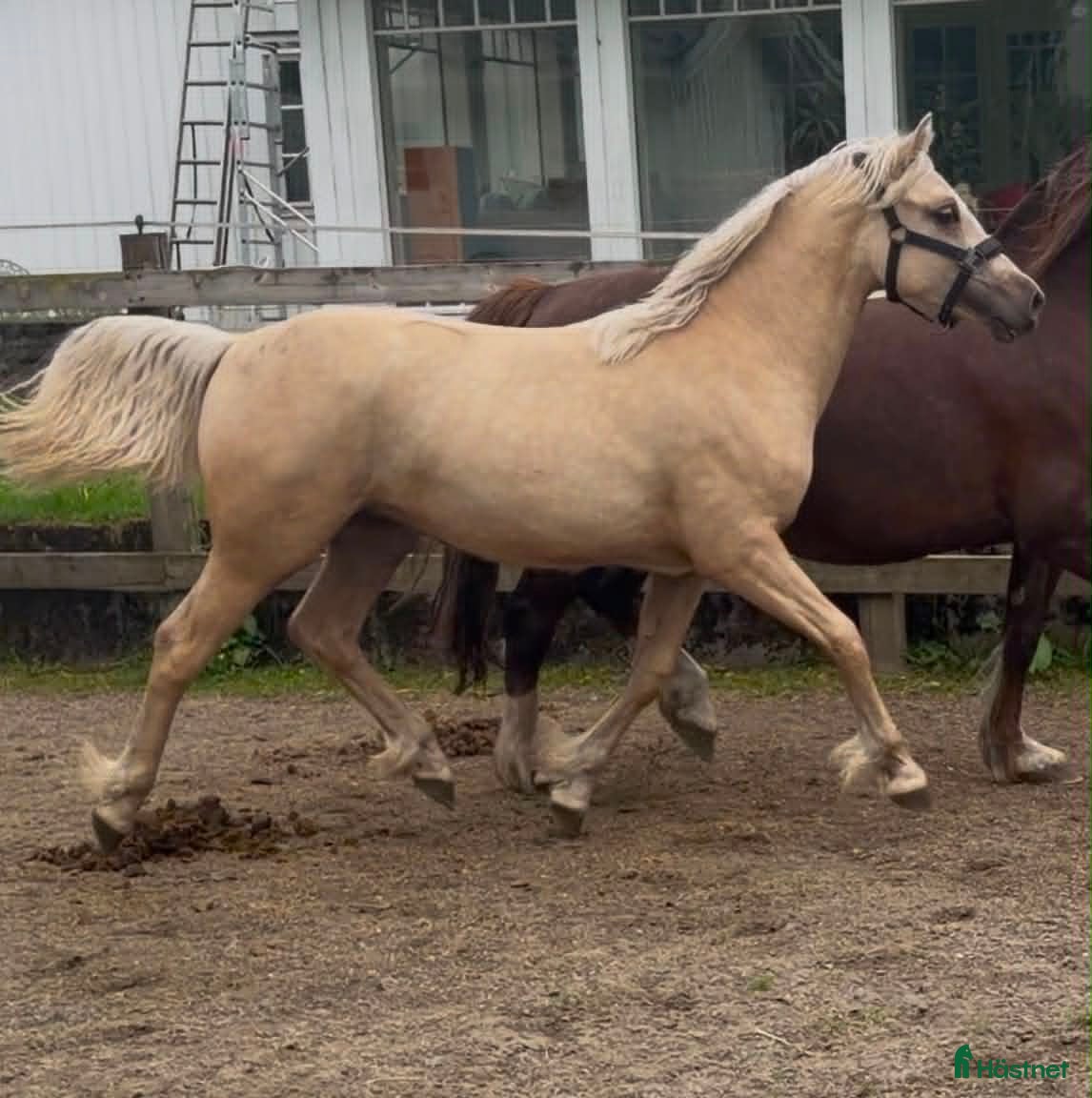  hästar Welsh Cob sto - Annons 3