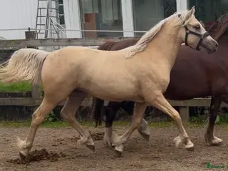 hästar Welsh Cob sto - Annons 3