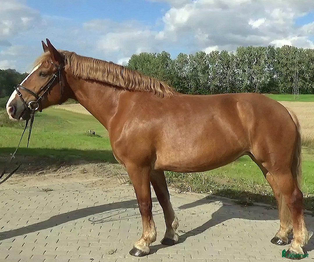 Allround hästar till salu: Fantastic bombproof Princess i Örsundsbro - Annons 14