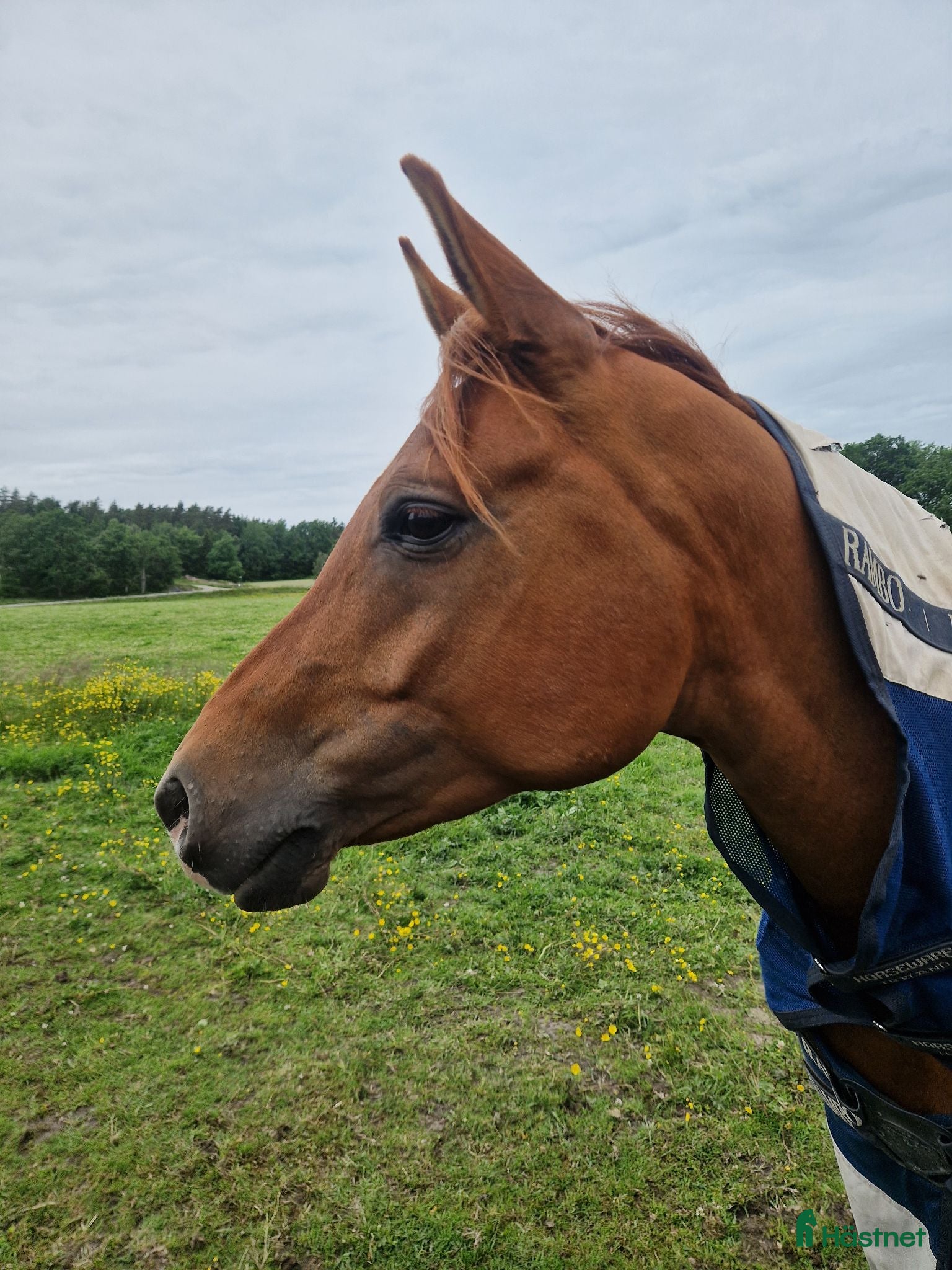 Allround hästar till salu: Lillen söker nytt hem  - Annons 1