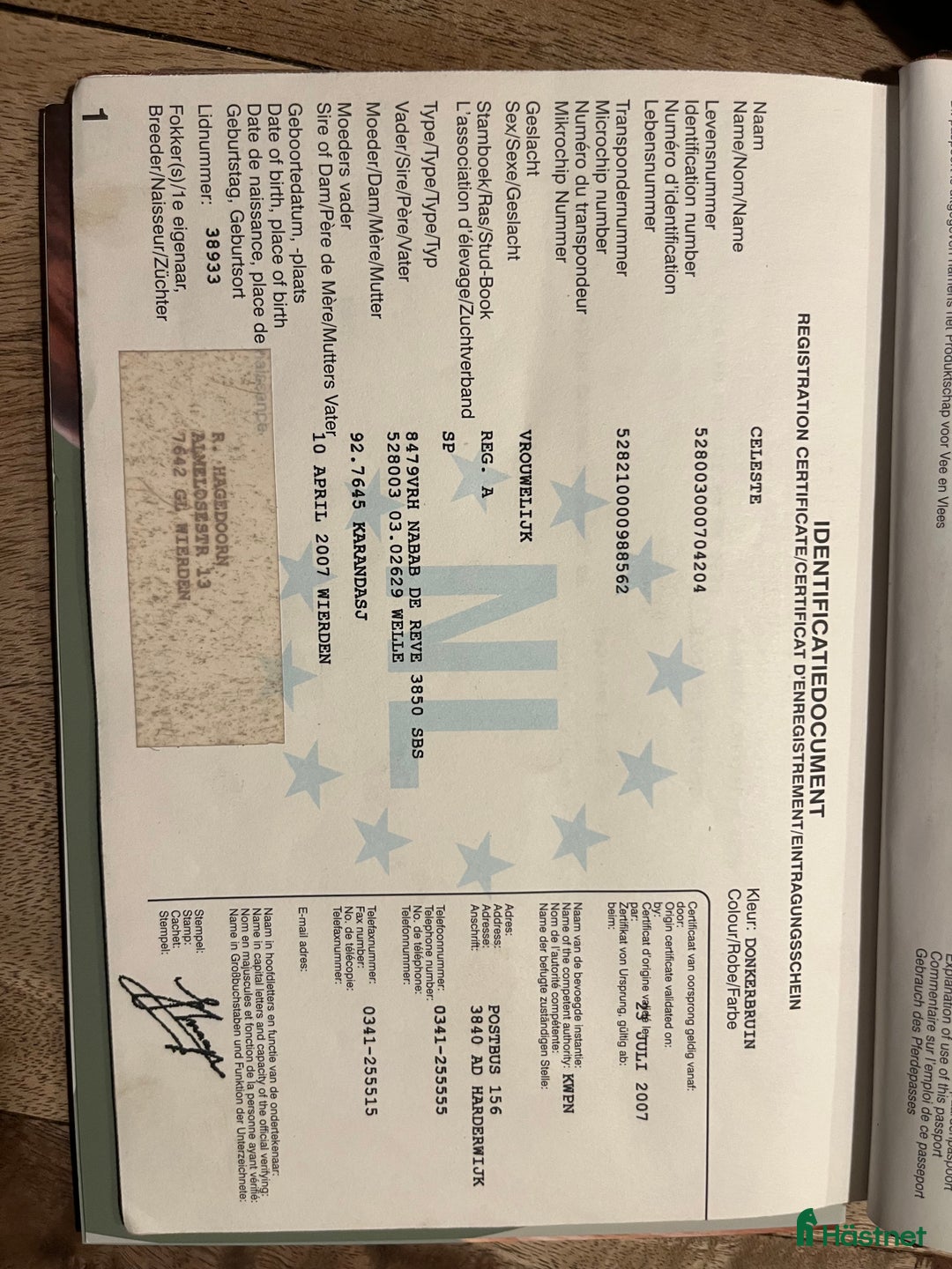 Övrigt hästar till salu: Vackert holländskt sto i Sölvesborg - Annons 5