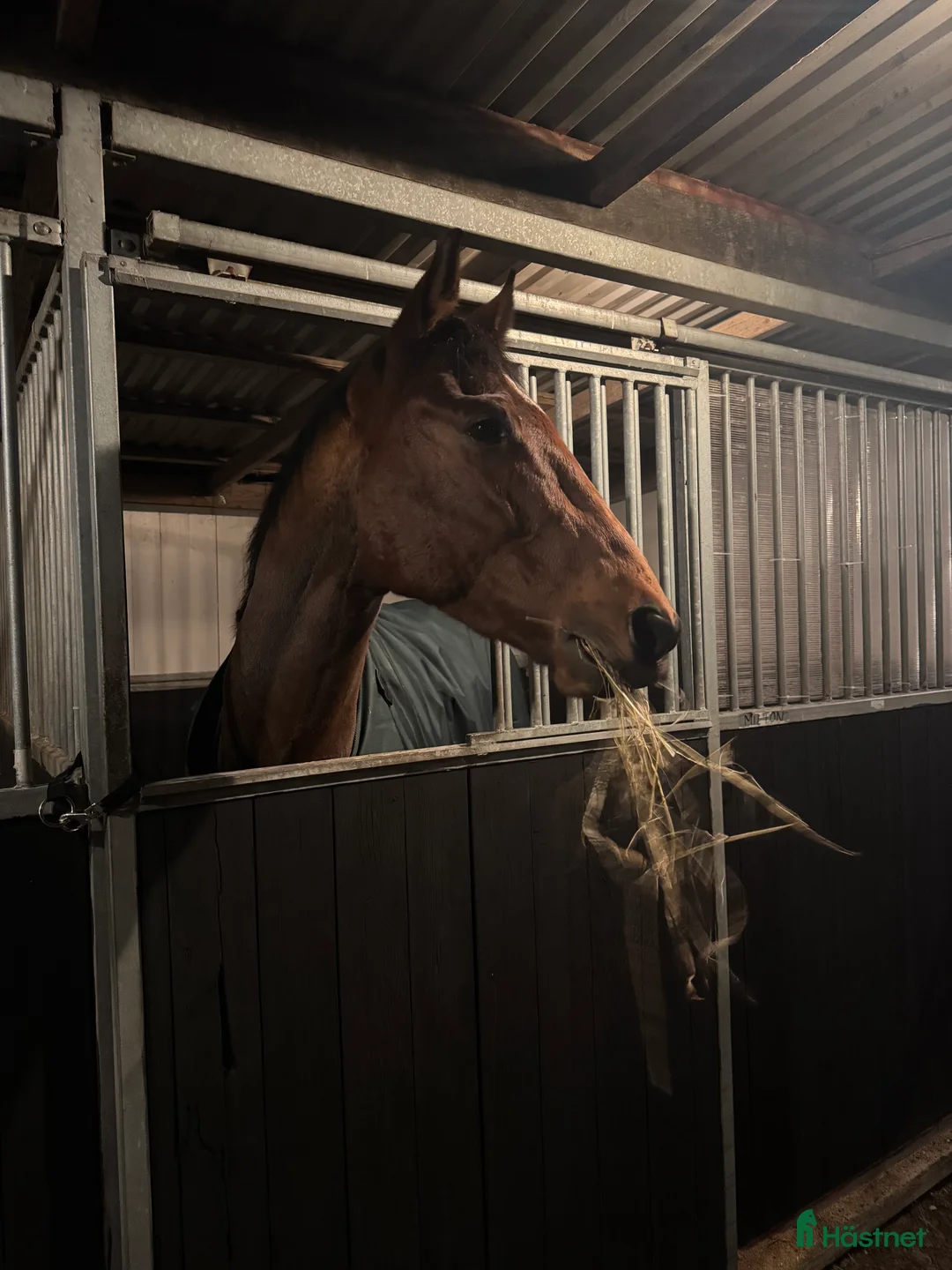 Allround hästar till salu: Finaste Allan söker kärleksfullt hem i Falkenberg - Annons 2