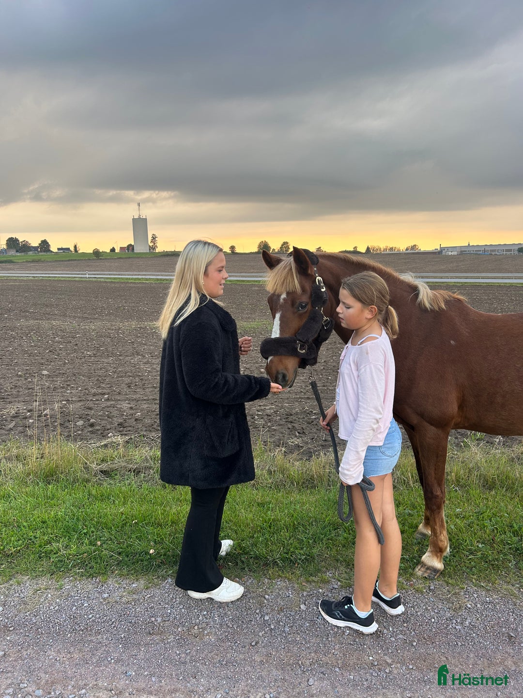  foderhäst sökes: Foderhäst eller medryttarhäst - Annons 1