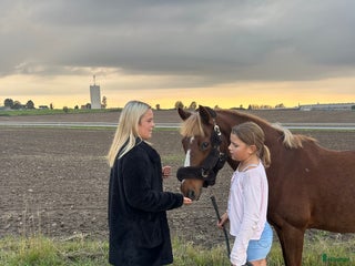 foderhäst Foderhäst eller medryttarhäst i Motala - Annons 12