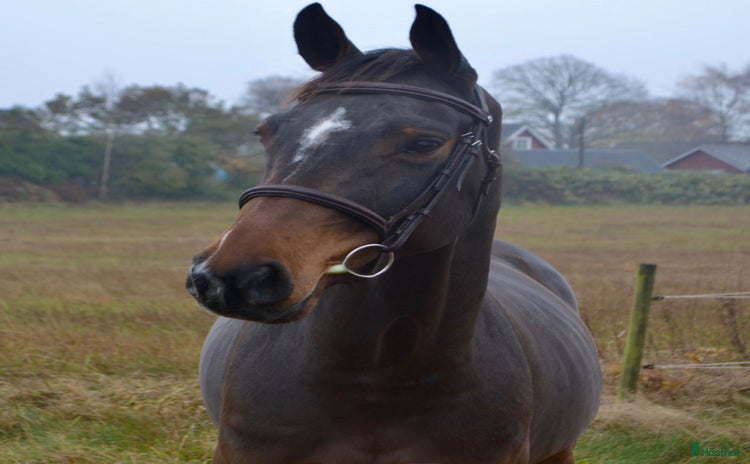  hästar i Ekeby - Annons 1