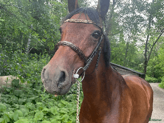 hästar Utrolig snill junior-/amatørhest vurderes solgt🌟 i Oslo - Annons 10