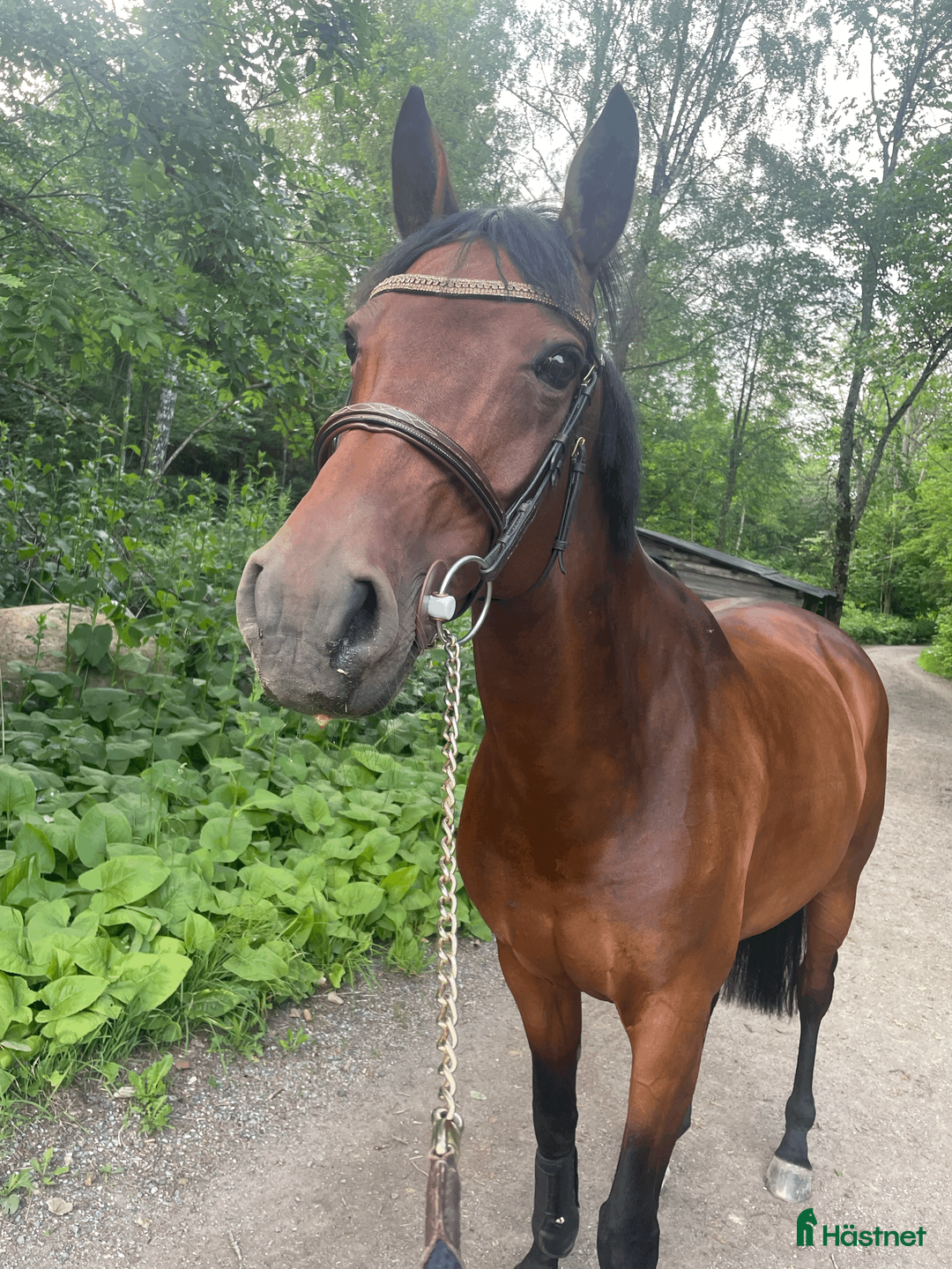 Hoppning hästar till salu: Utrolig snill junior-/amatørhest vurderes solgt🌟 i Oslo - Annons 1