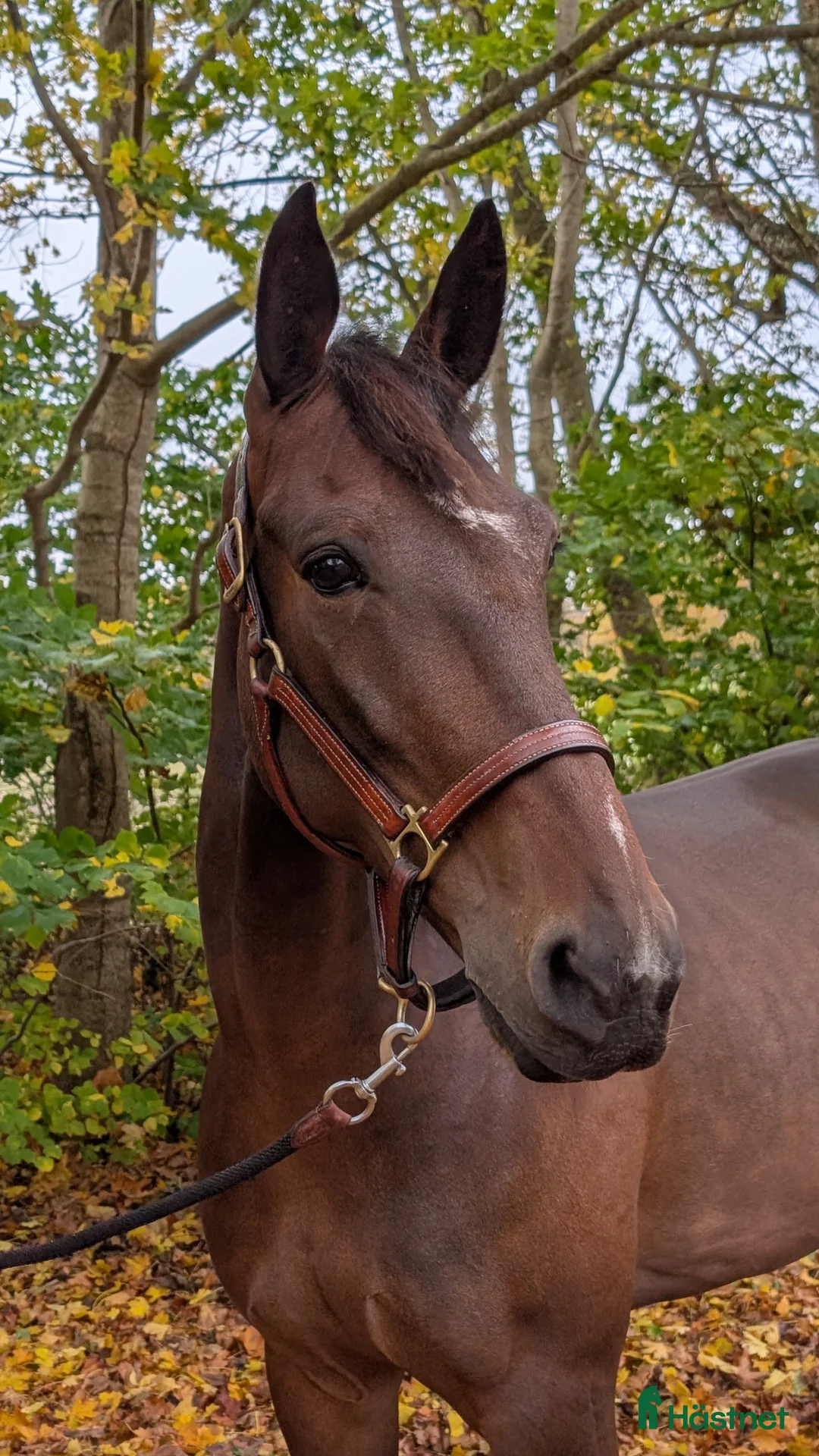 Sällskap hästar till salu: Glad och positiv valack letar nytt hem  i Halmstad - Annons 3