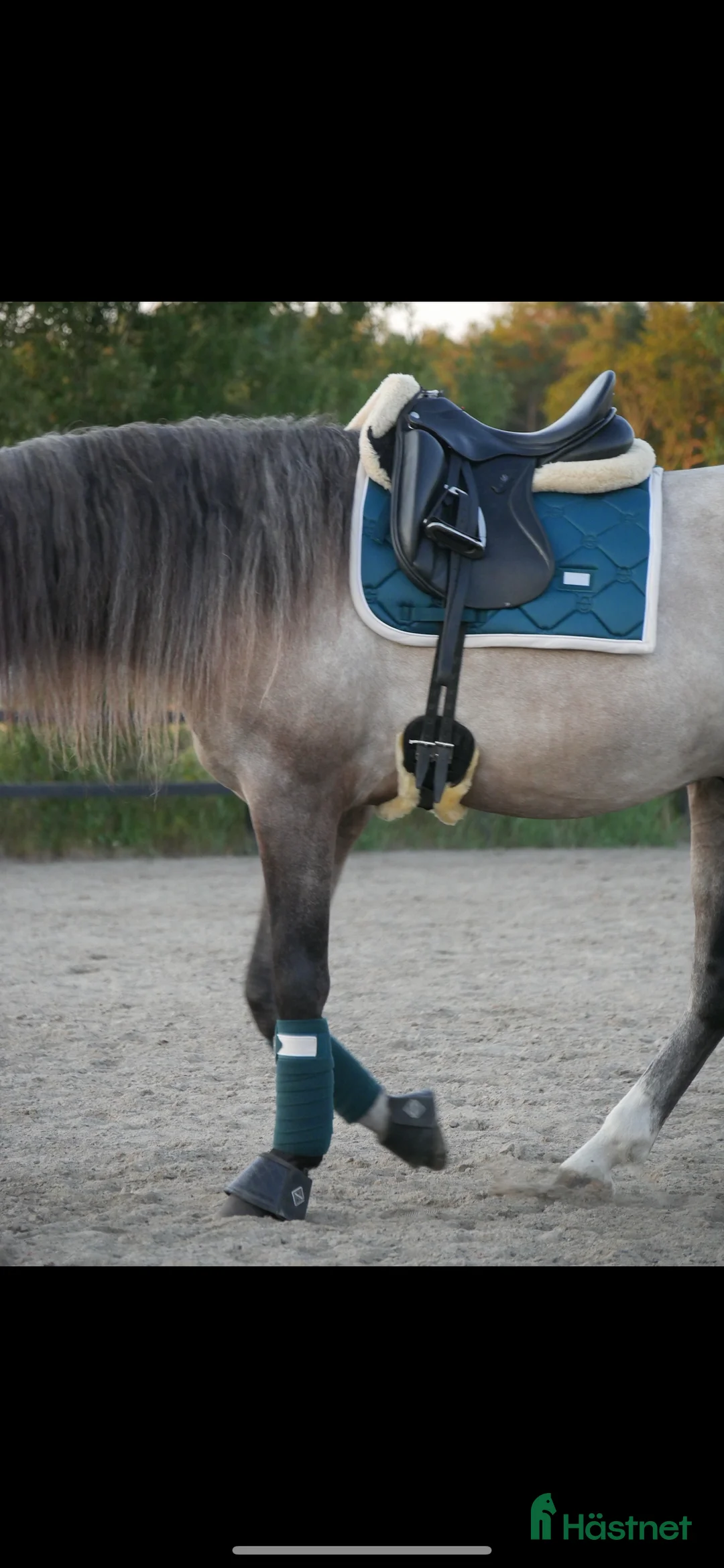 Schabrak & Vojlockar hästutrustning till salu: Schabrak + 4 benlindor - Annons 1