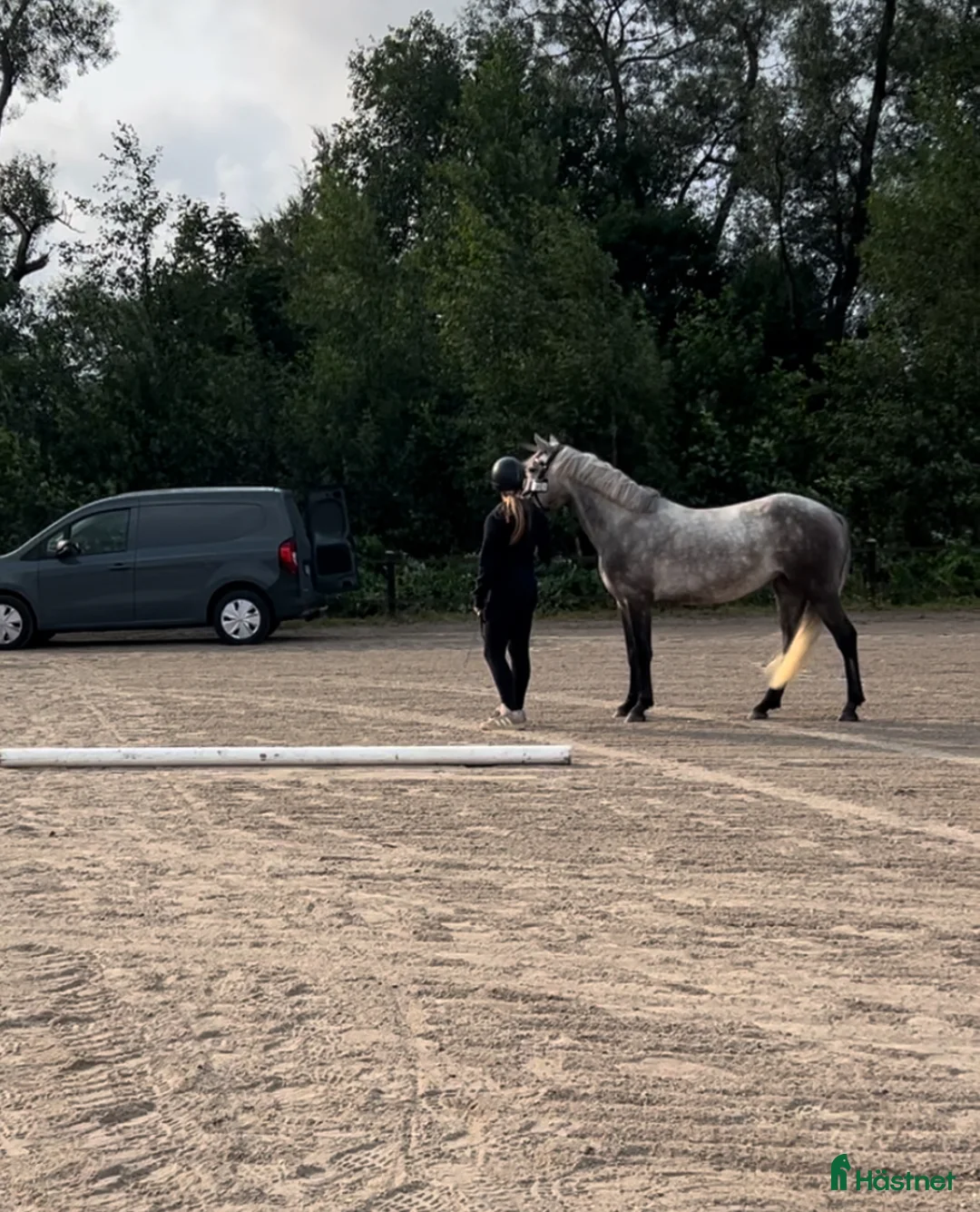 Allround hästar till salu: Sockersöt Connemara  - Annons 7