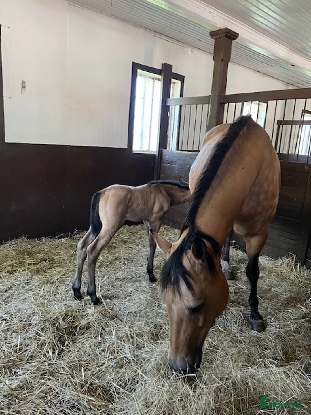 Western hästar till salu: Avelssto - Annons 2