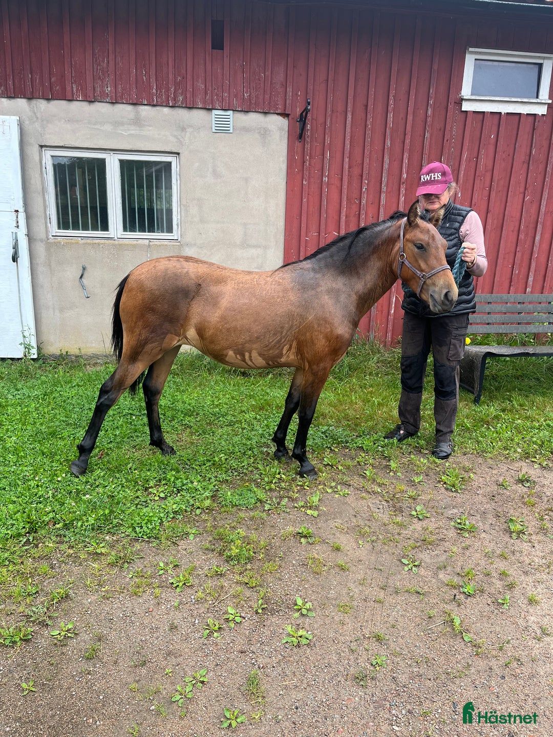 Trav hästar till salu: Ettårssto för årgångsloppen i Lysekil - Annons 7