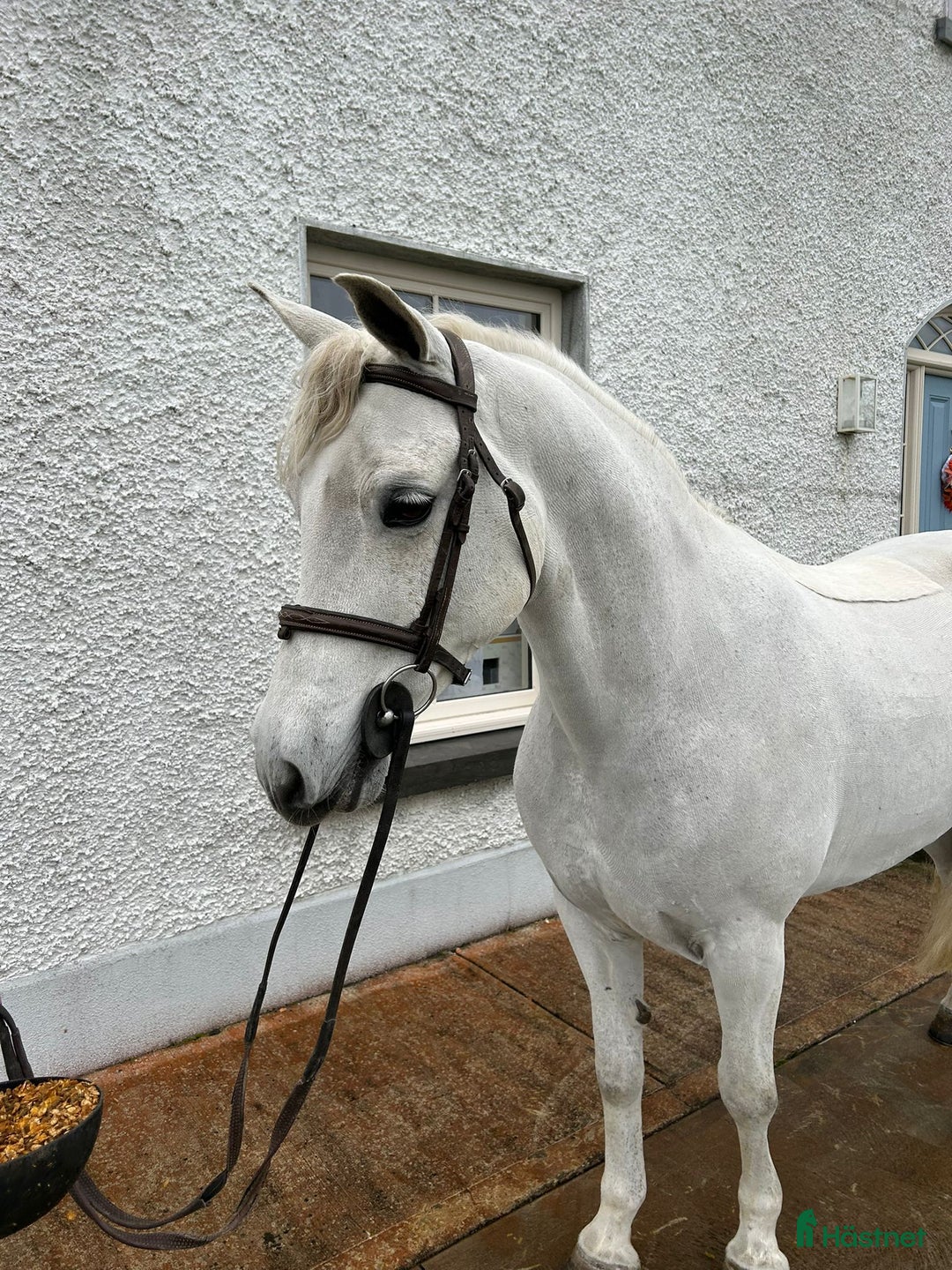 Allround hästar till salu: Alrounder/ Club Ponies i Vrigstad - Annons 9