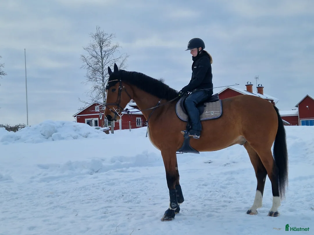 Hoppning hästar till salu: Finaste Victor  i Viksjöfors - Annons 3