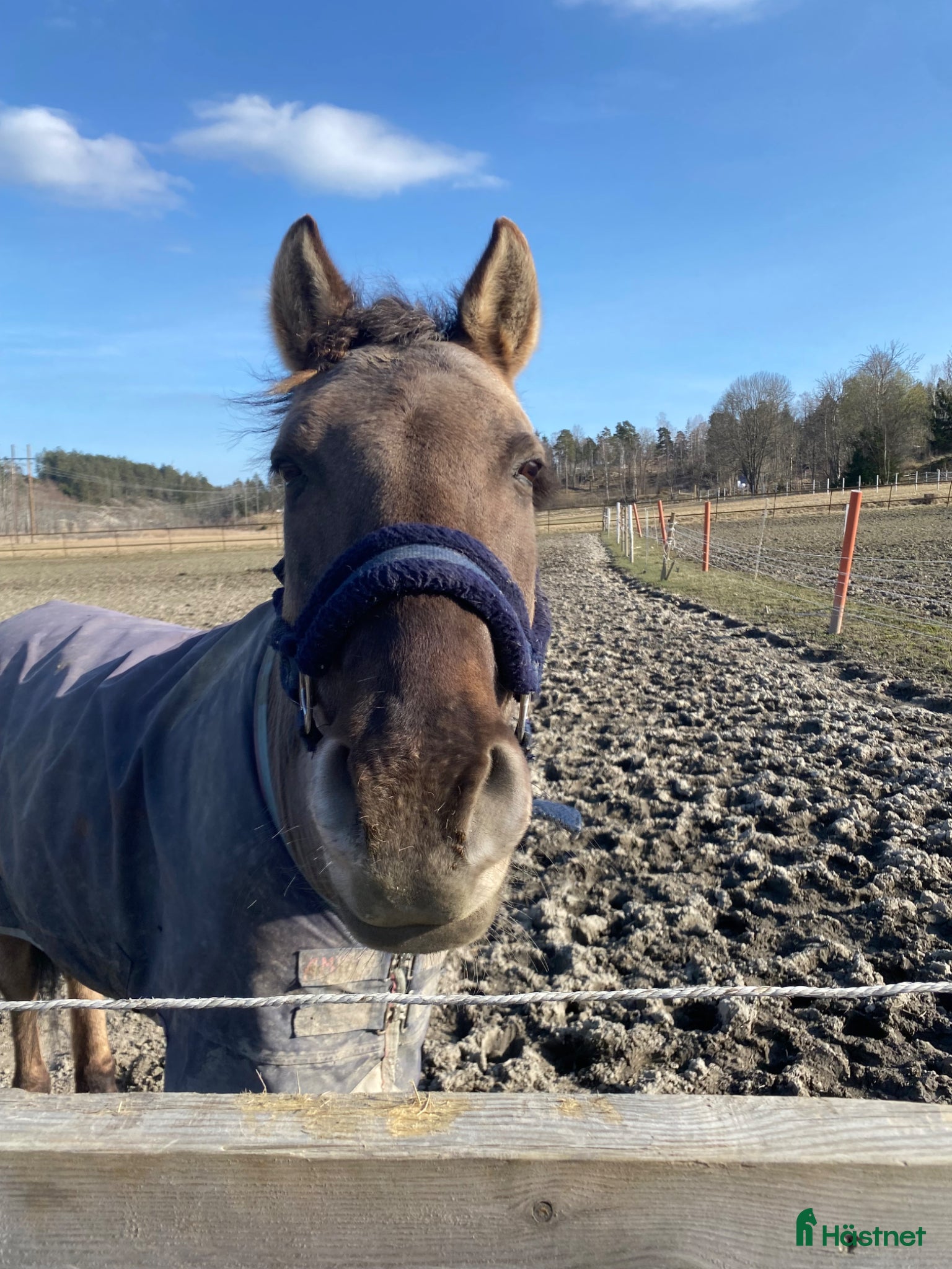  hästar Snäll läromästare  - Annons 17